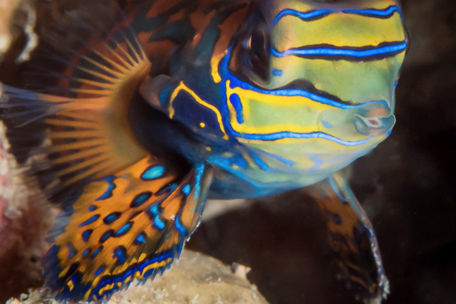 <p>A mandarinfish, which the study found is one of the more “aesthetically pleasing” reef fish species</p>