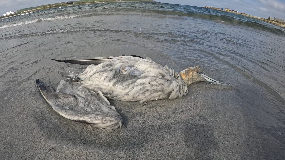 Scottish Government urged to act over rising seabird deaths