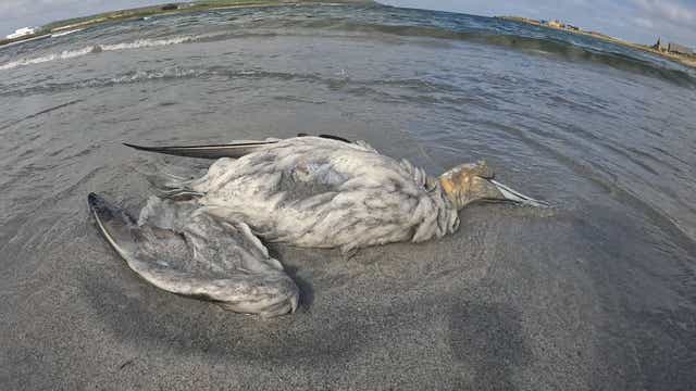 The total number of seabirds that have died so far is hard to quantify, and increasing daily, the RSPB said (RSPB/PA)