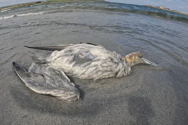 The total number of seabirds that have died so far is hard to quantify, and increasing daily, the RSPB said (RSPB/PA)
