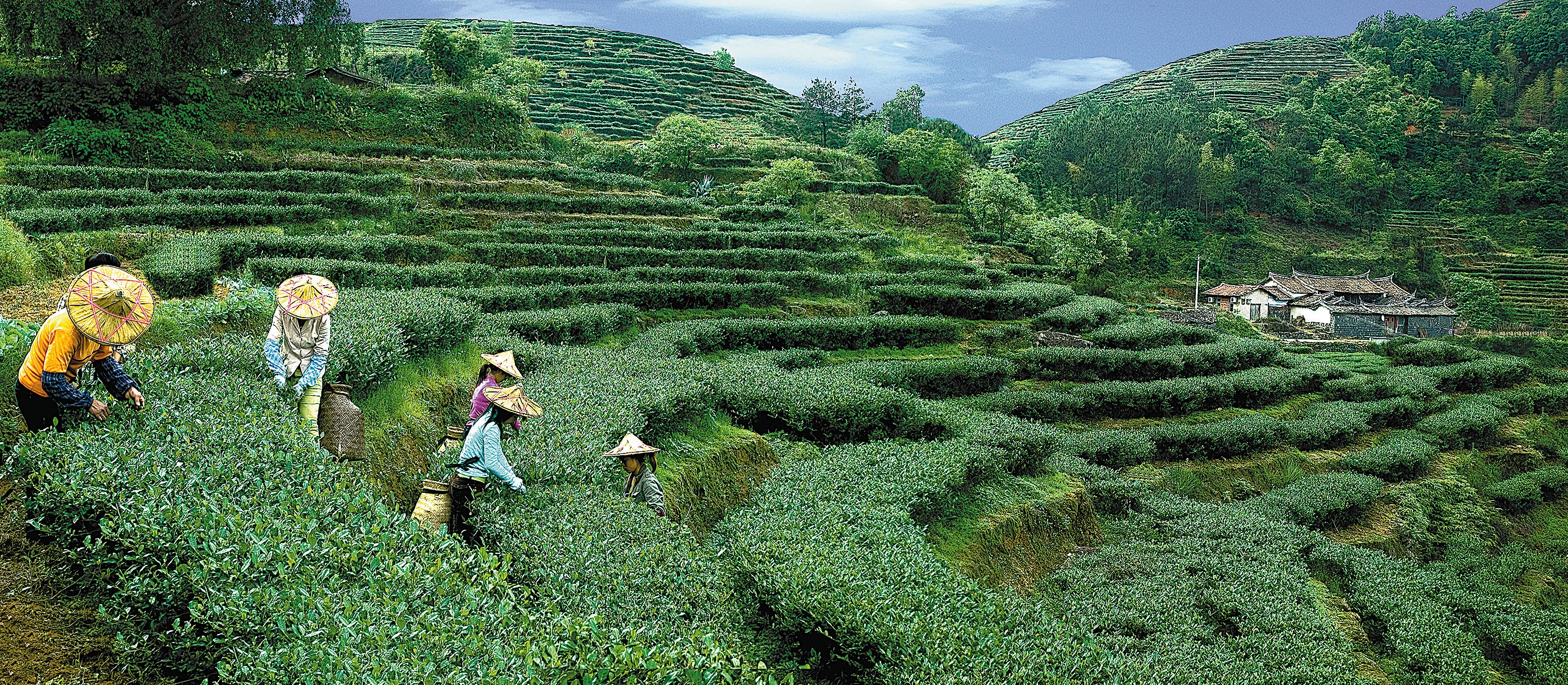 Farmers pick Tieguanyin tea leaves on a hillside in Anxi, Fujian province, which has been recognised by the UN as an agricultural heritage site