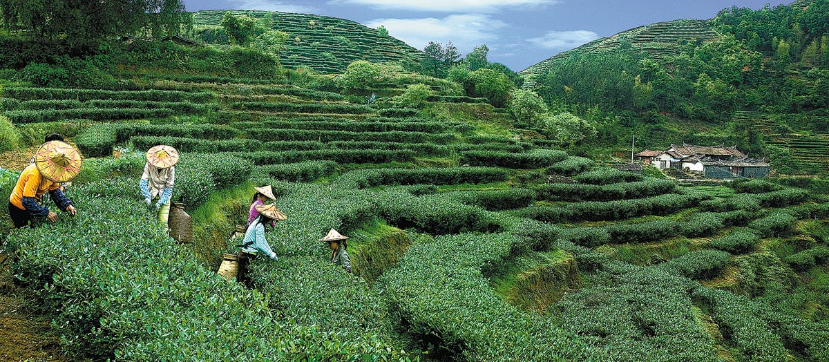 Three sites in China recognised as agricultural heritage The Independent