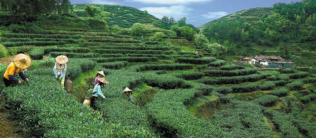 <p>Farmers pick Tieguanyin tea leaves on a hillside in Anxi, Fujian province, which has been recognised by the UN as an agricultural heritage site</p>