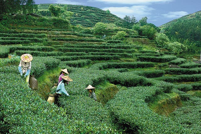<p>Farmers pick Tieguanyin tea leaves on a hillside in Anxi, Fujian province, which has been recognised by the UN as an agricultural heritage site</p>