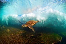 Turtles have discovered how to switch off ageing process, scientists find
