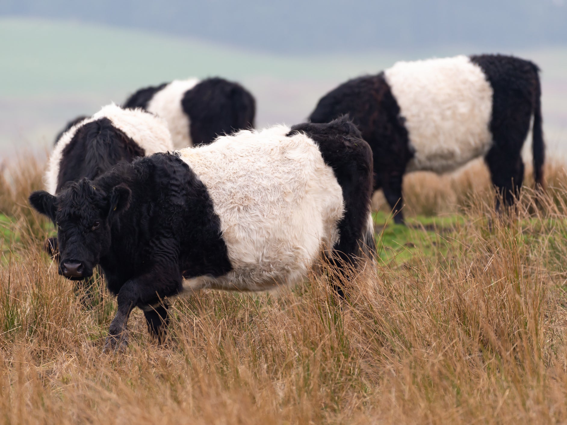 Belted Galloway beef herds. Pasture-raised cattle require 20 times as much land as intensively reared beef and release more methane