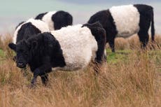 Government accused of ‘sitting on the fence’ on climate impact of eating meat as Eustice questions science