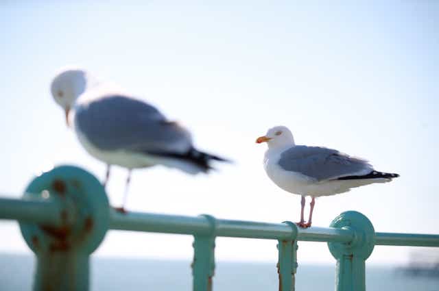 Seagulls (Adam Davy/PA)