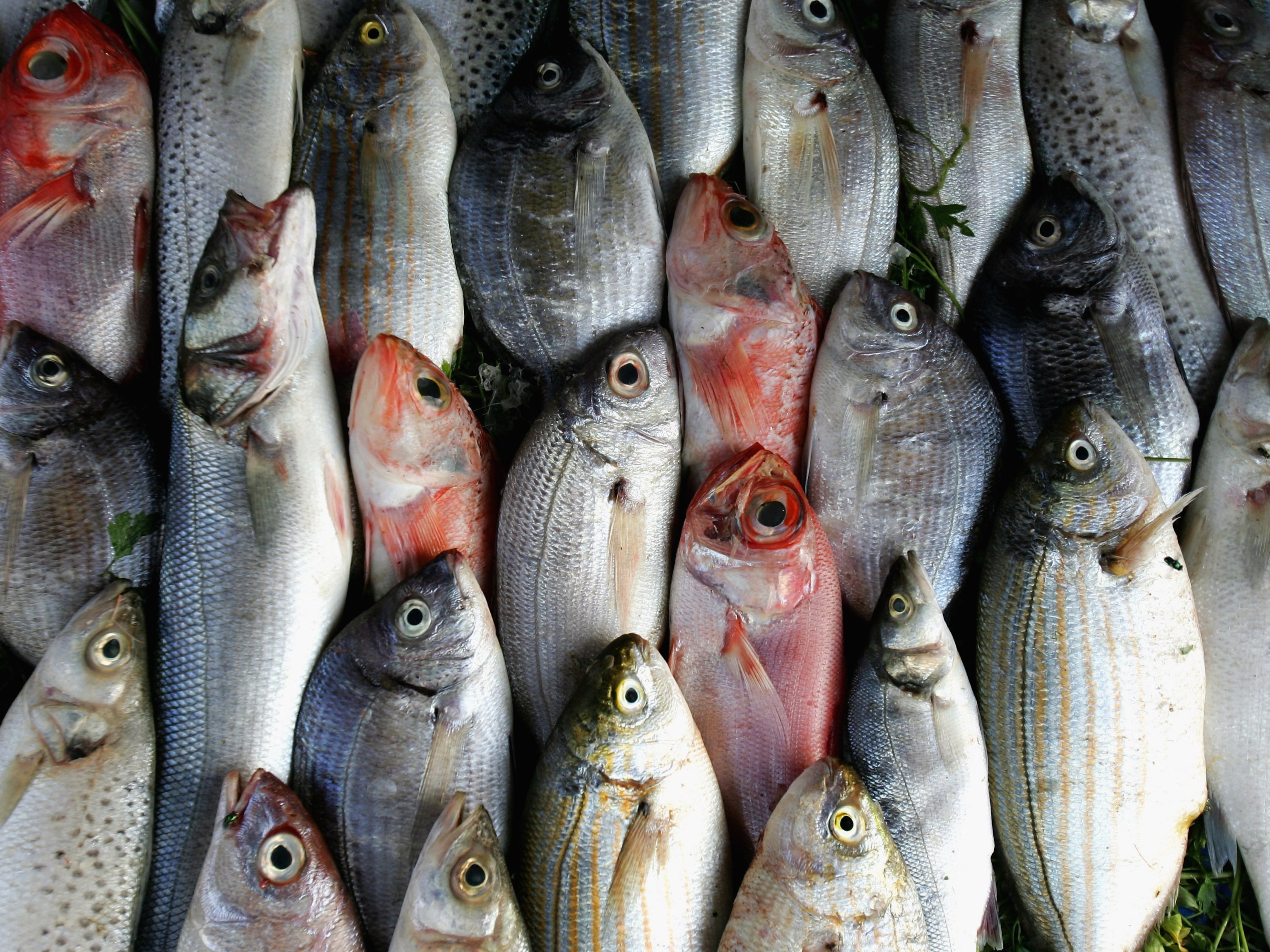 The results suggested “a higher intake of non-fried fish and tuna is associated with melanoma”