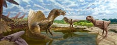 Top predator: Head-crested dinosaur with huge ‘sail’ on its back dug up in Egypt is T Rex relative 