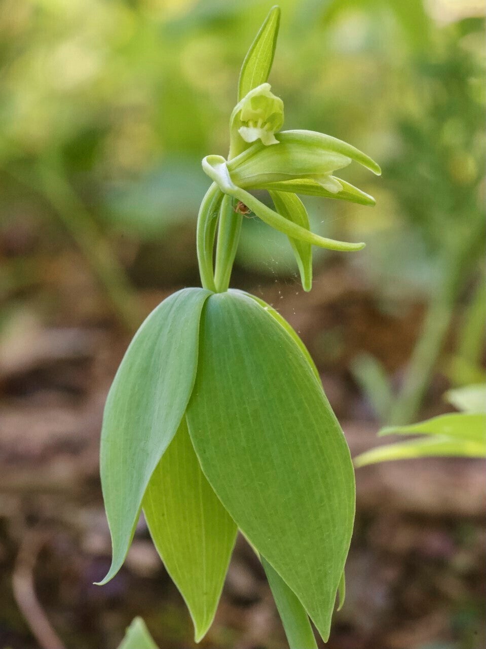 Threatened Orchid Discovered
