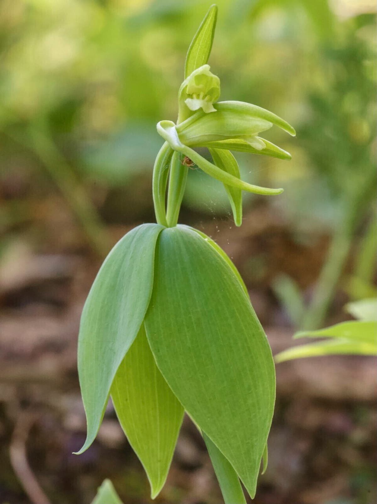 Vermont says threatened orchid not seen since 1902 found