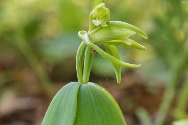 Threatened Orchid Discovered