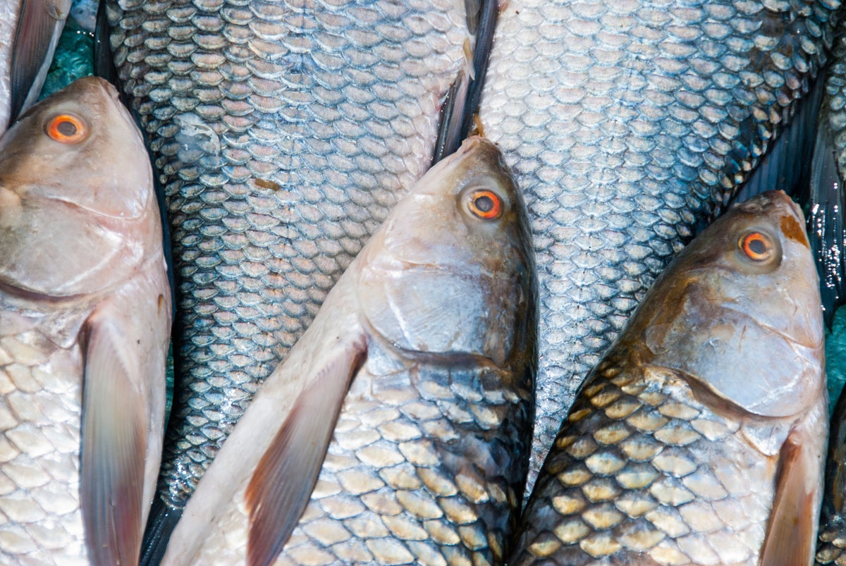 Eating two portions of fish per week ‘linked to malignant melanoma’