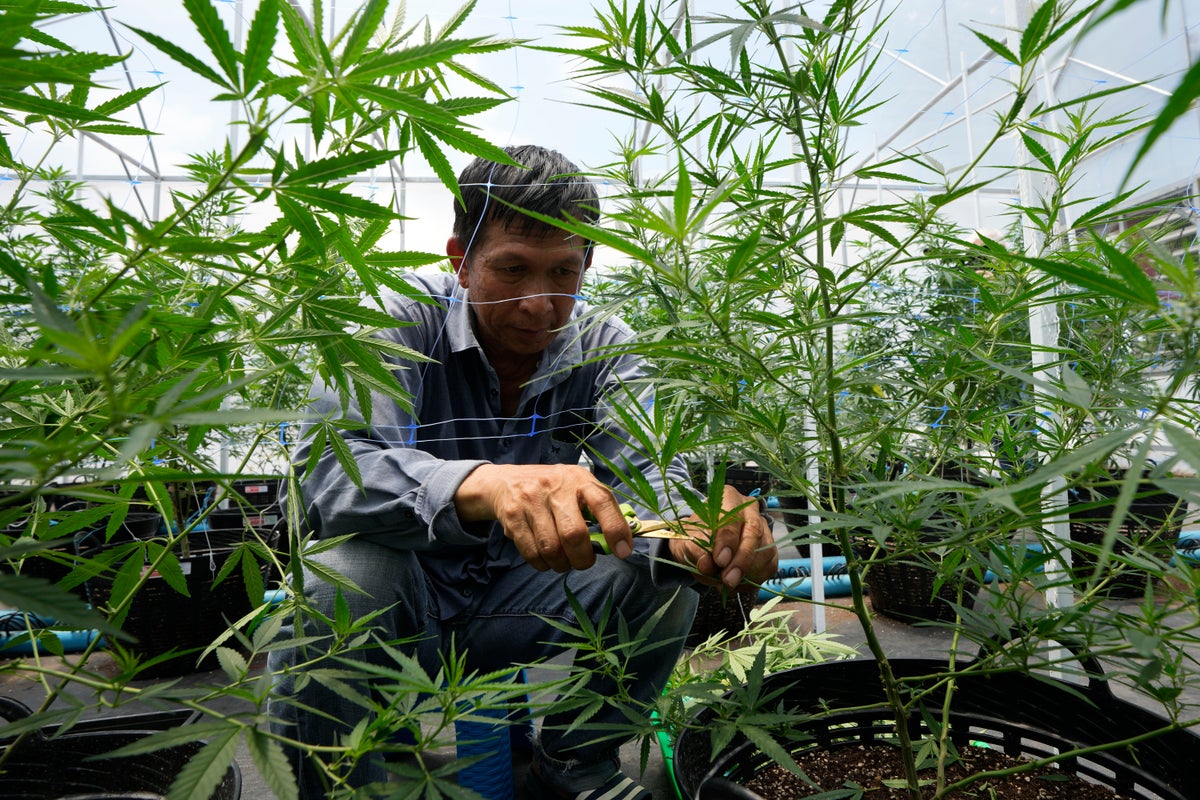 Thailand decriminalizes marijuana, but not the strong stuff