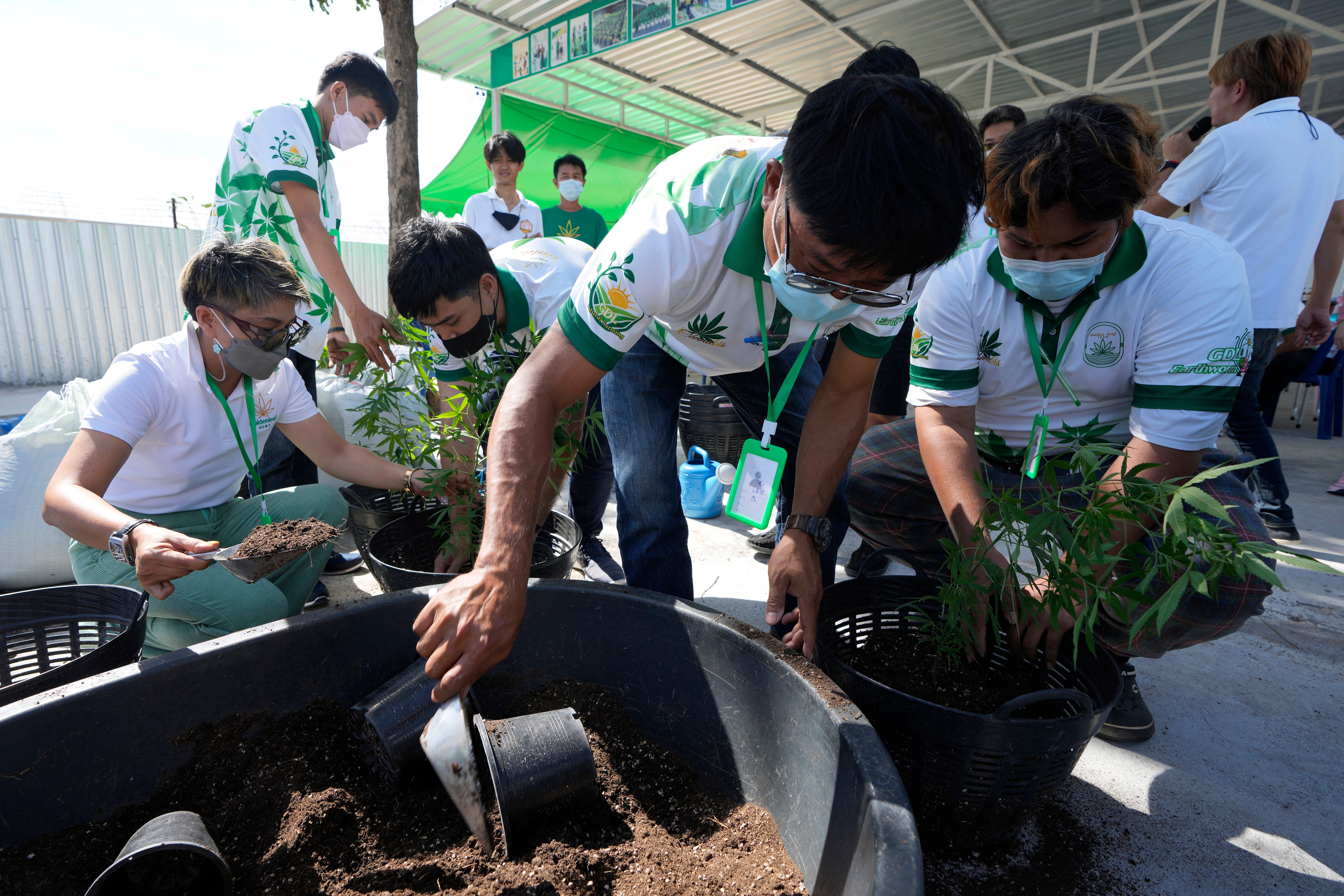 Entrepreneurs learn how to grow cannabis plants at a farm in Chonburi province