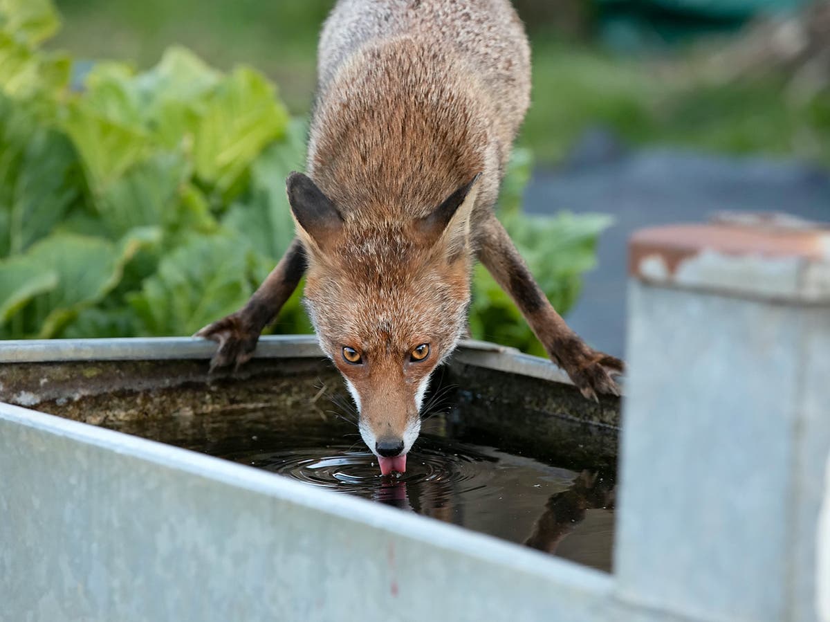 Heroes and villains: Photographers document life of Britain&rsquo;s foxes