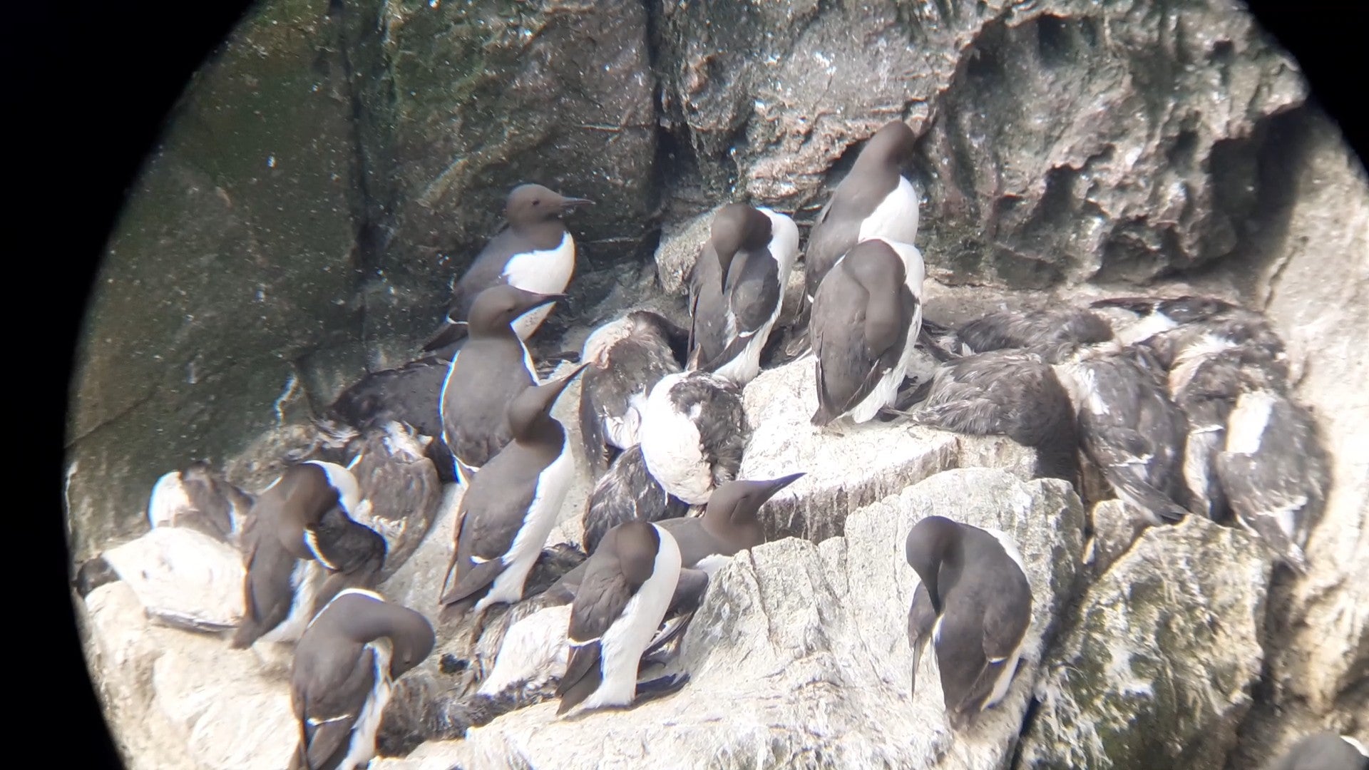 Heartbreaking photo of live and dead guillemots on a cliff on the Mull of Galloway, Scotland’s most southerly point