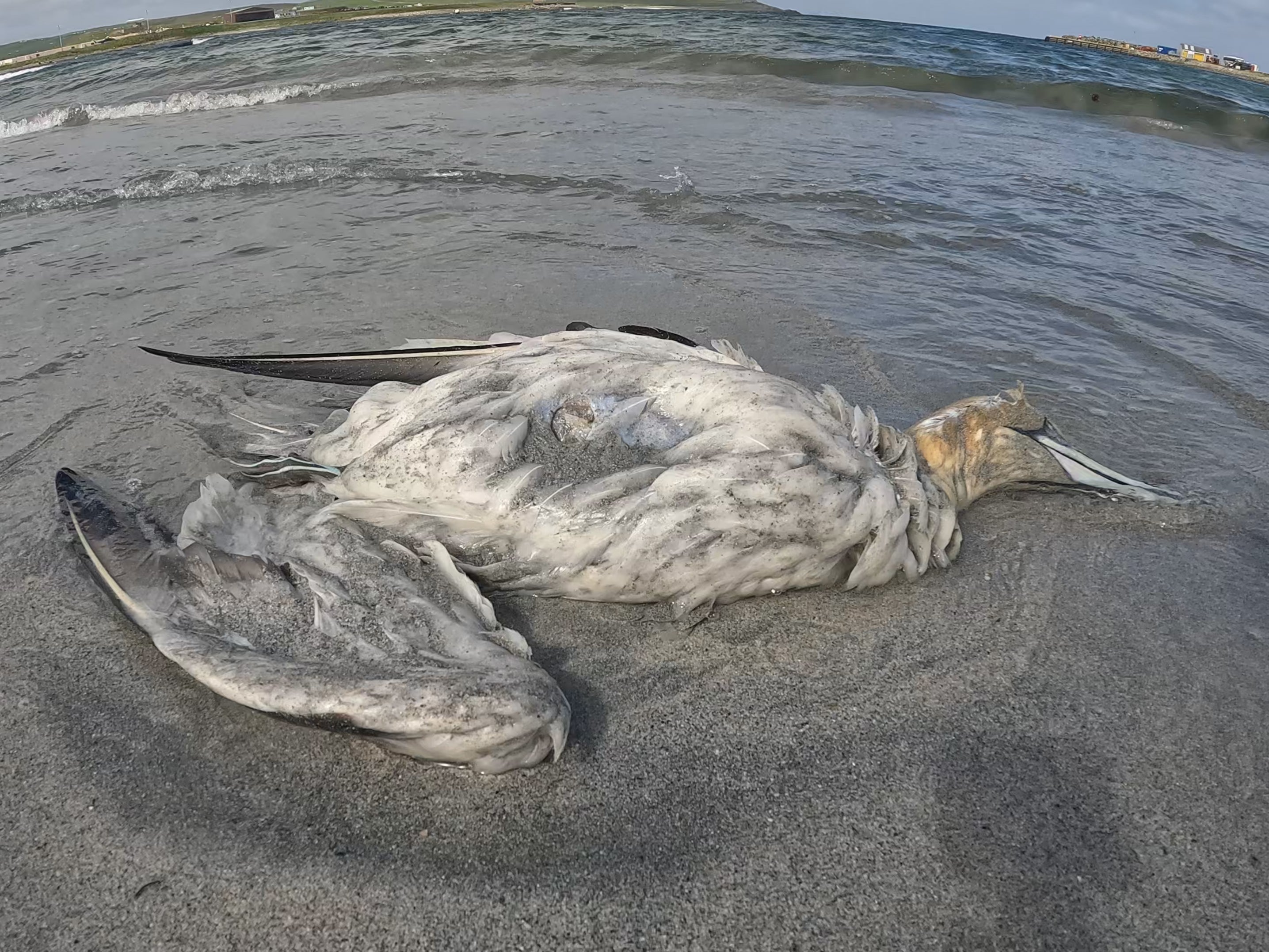 A dead gannet on a beach in Shetland