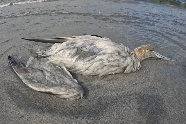 <p>A dead gannet on a beach in Shetland</p>