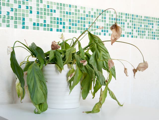 <p> People feel more uplifted and relaxed around plants that they perceive as beautiful</p>