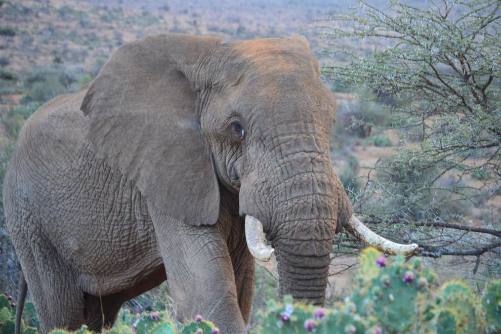 Uproar over rogue elephant in Zimbabwe’s Victoria Falls | The Independent