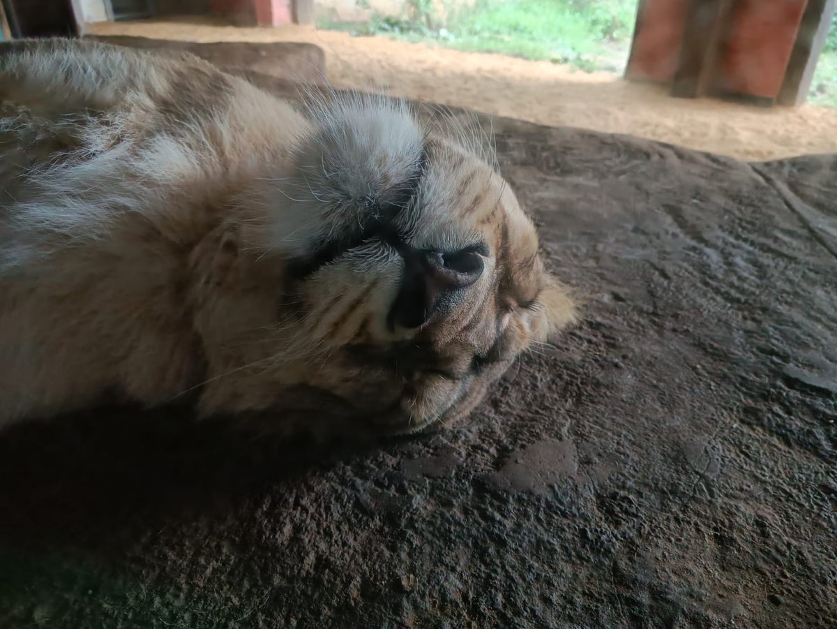 What it’s like to sleep with the lions at London Zoo