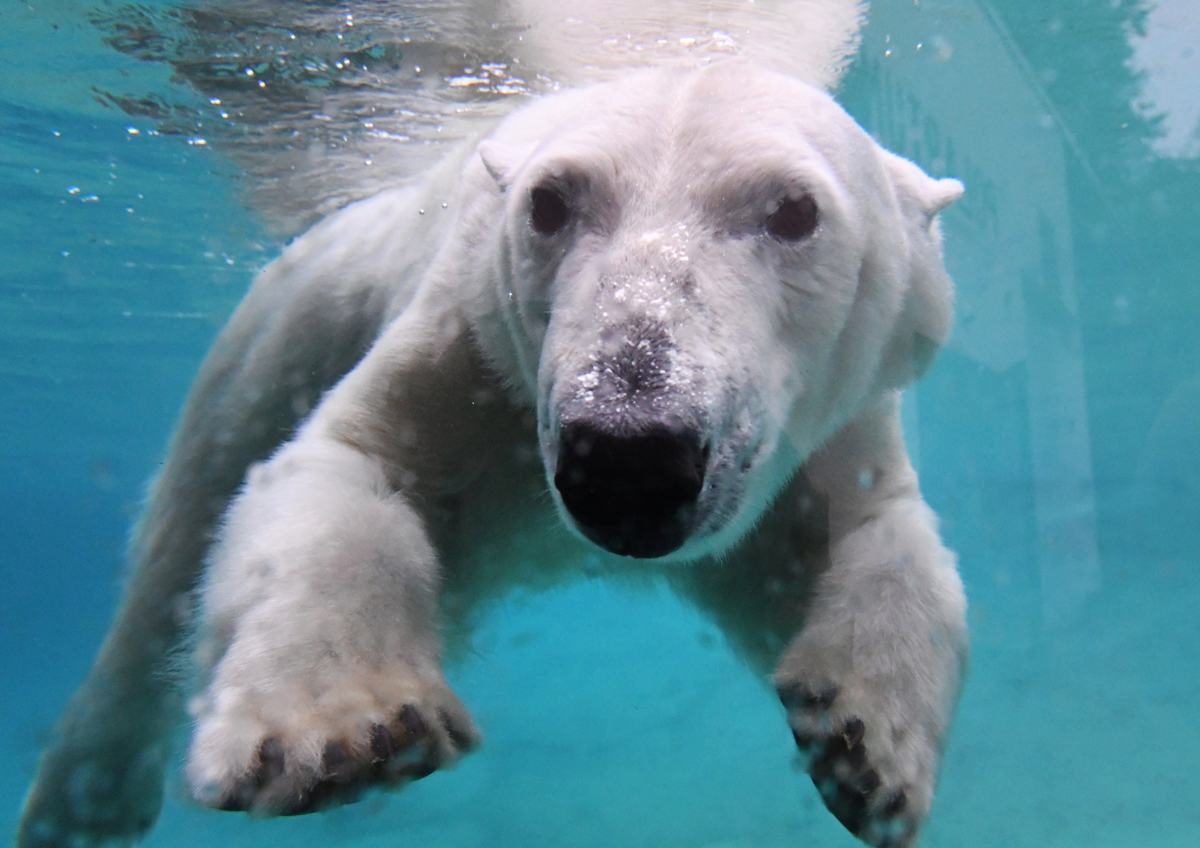 A polar bear at a zoo in Germany