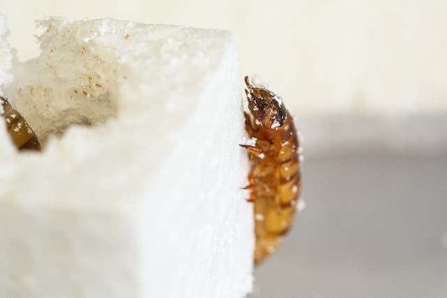 <p>Superworms gobbling their way through a cube of polystyrene</p>