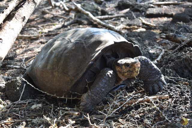 Fernanda may or may not be the last of her species, which was wrongly thought to have died out more than 100 years ago (Lucas Bustamante/Galapagos Conservancy/PA)