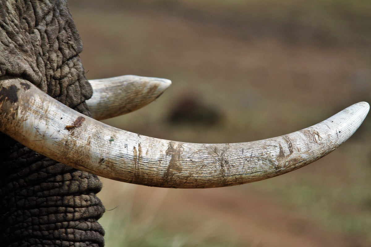 Botswana calls for legalisation of ivory trade