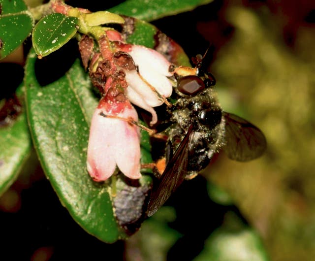 A pine hoverfly has been spotted in the wild (Rare Invertebrates in the Cairngorms/PA)