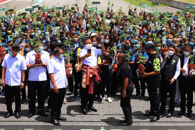 <p>Thailand’s public health Minister Anutin Charnvirakul (centre) takes selfies with people holding their marijuana plants during the distribution of 1 million free marijuana seedlings in the northeastern province of Buriram, Thailand</p>