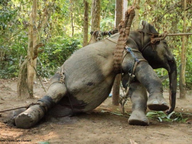 Elephants are tied up painfully so their handlers can beat, starve, jab and whip them into submission
