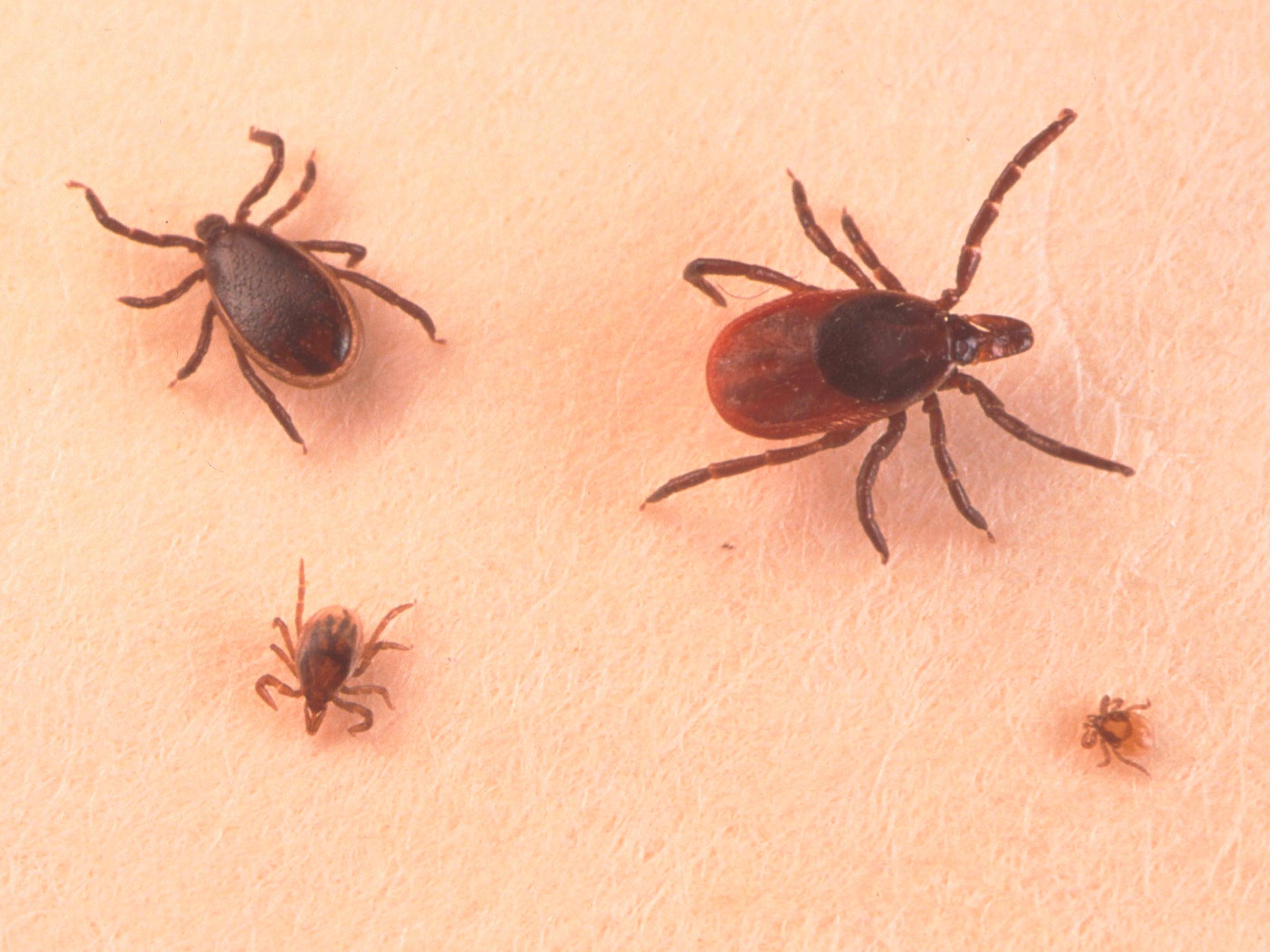 Adult ticks in close up