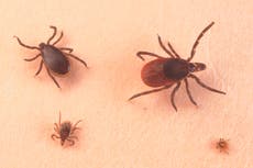 What is Powassan virus?