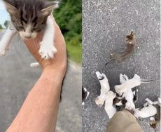 Louisiana man rescues one kitten on side of the road and gets ambushed by a dozen more