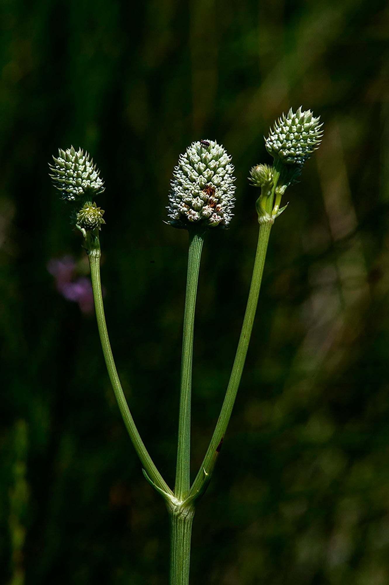 Arizona-Rare Wetland Plant