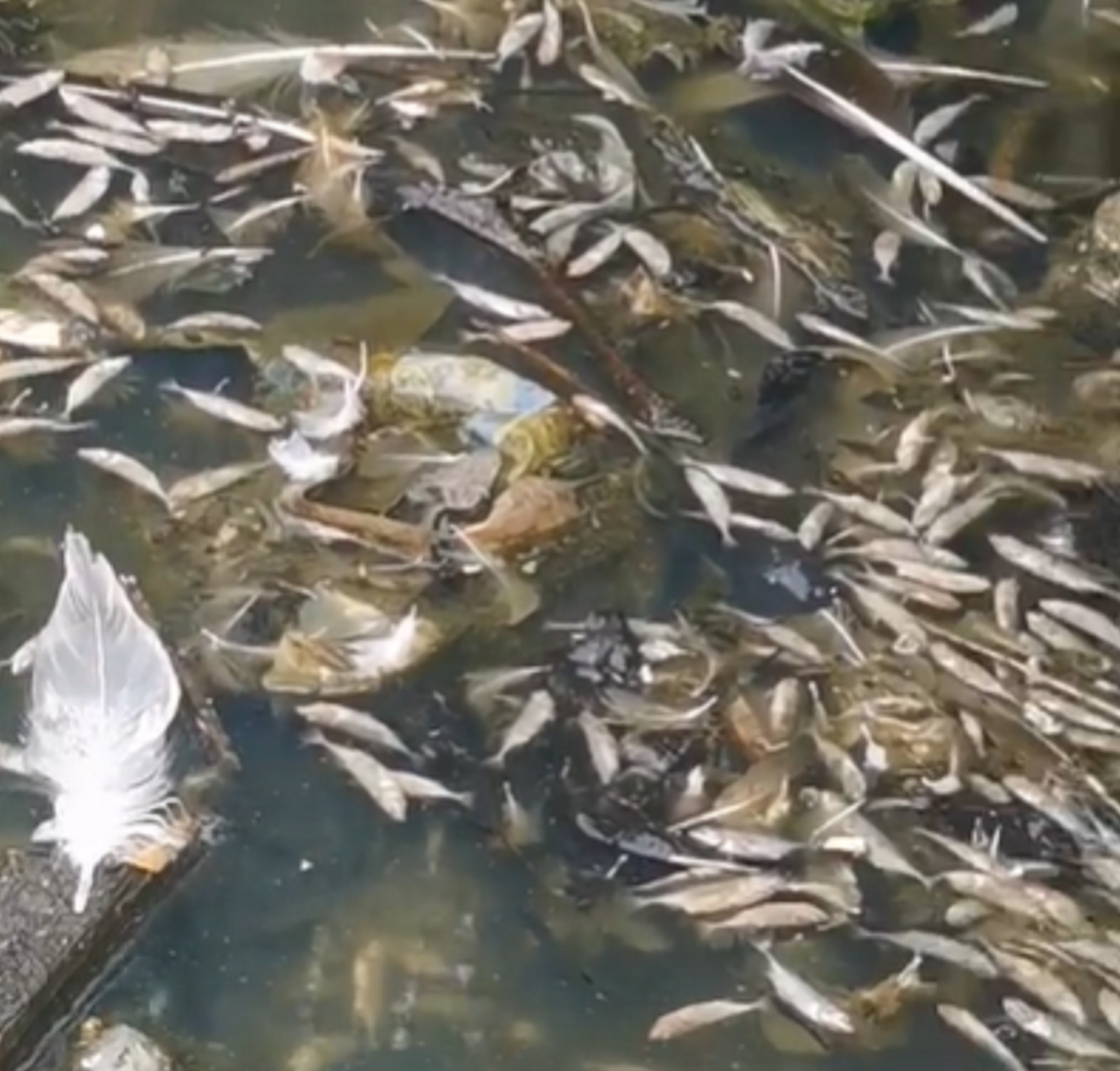 Lisa Gillen said she ‘could not believe what she saw’ after spotting the dead fish in Glasgow’s Richmond Park