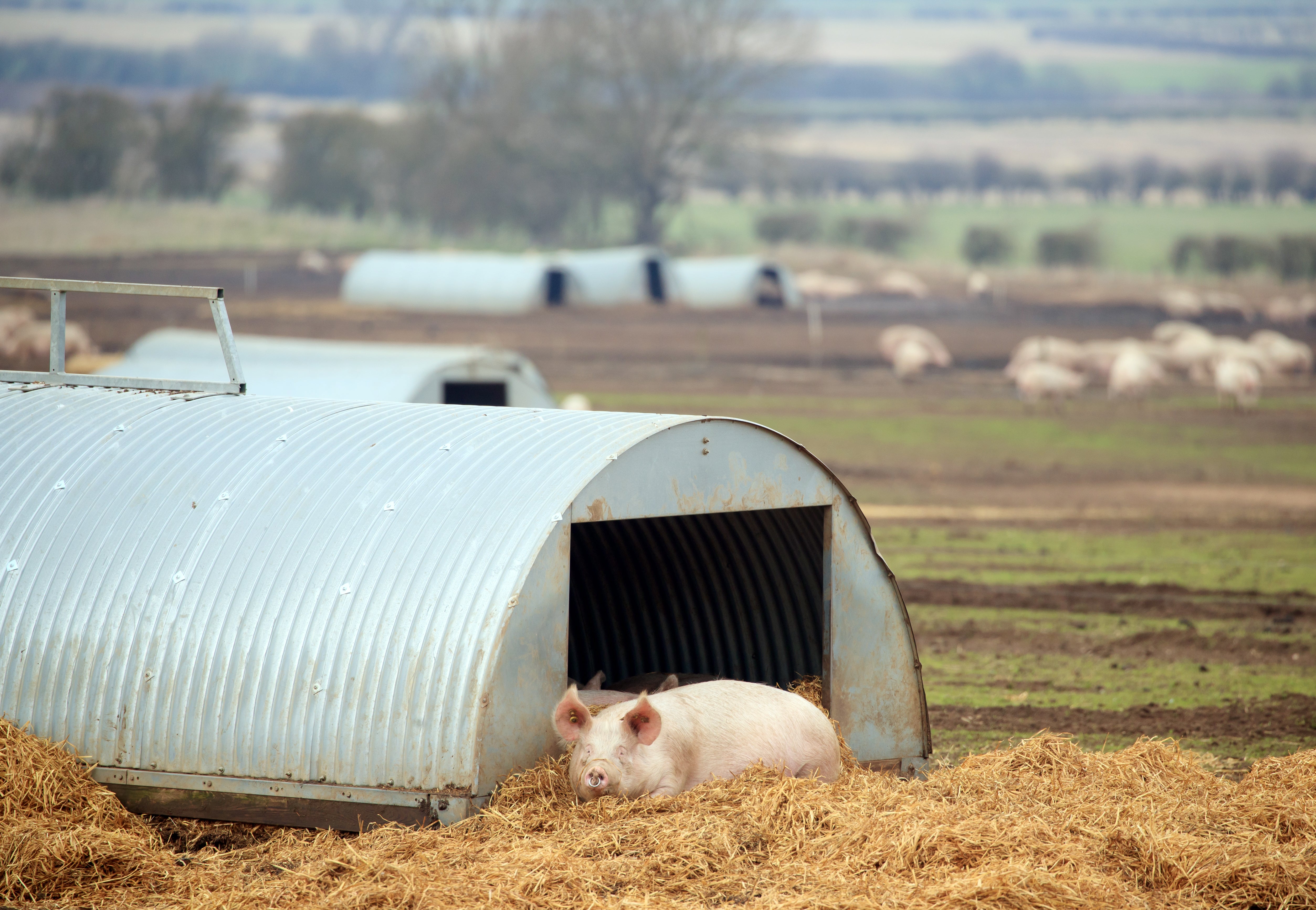 A pig on a farm in North Yorkshire (Danny Lawson/PA)