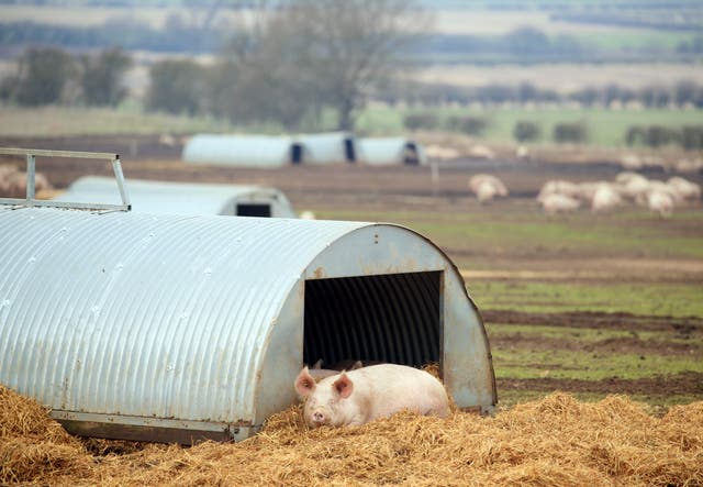 A pig on a farm in North Yorkshire (Danny Lawson/PA)