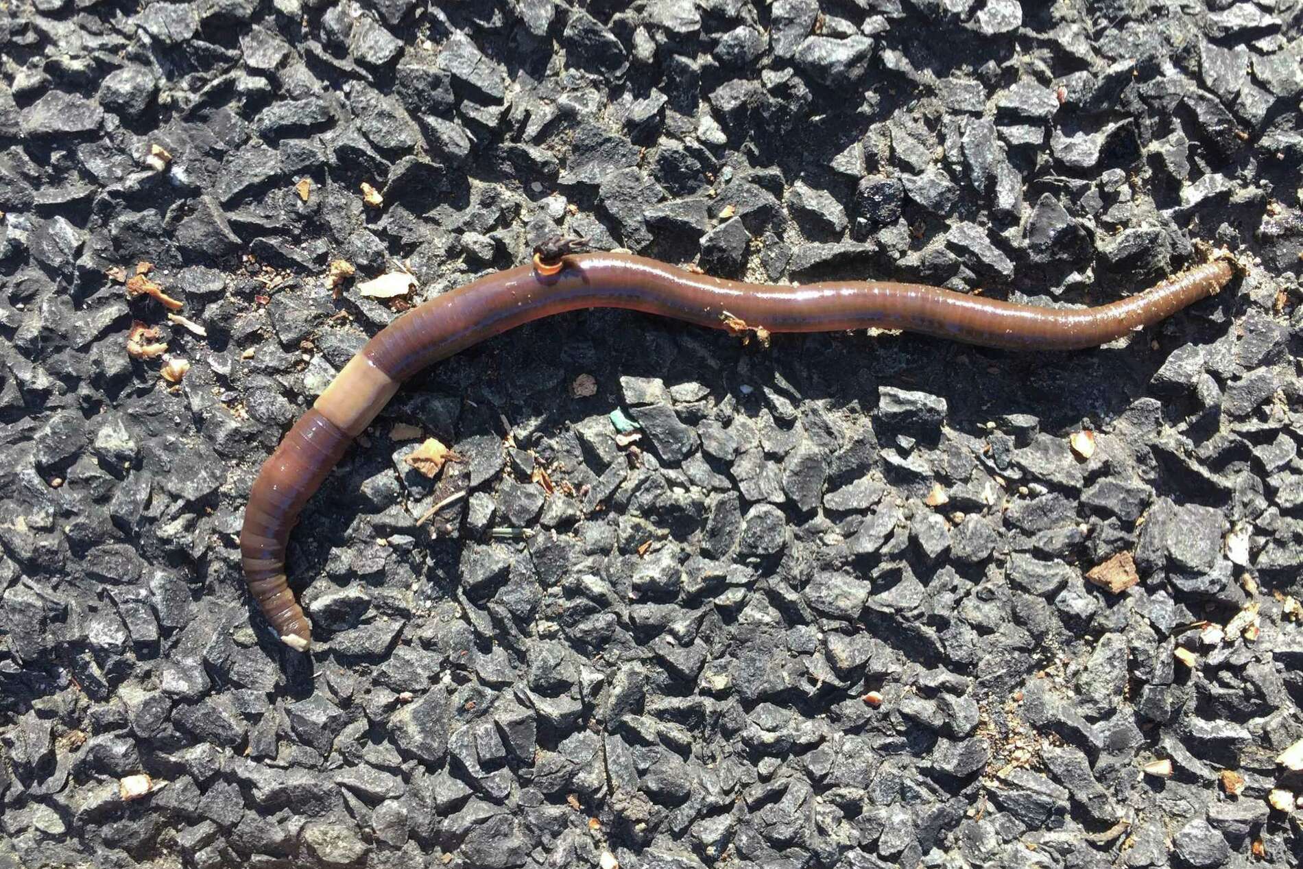 A giant earthworm known as a ‘jumping worm’ is spreading in Connecticut