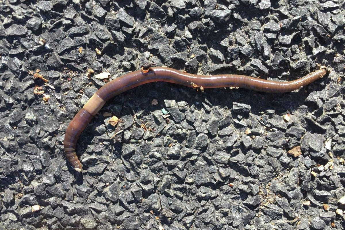 ‘Earthworms on steroids’ are spreading like wild in Connecticut