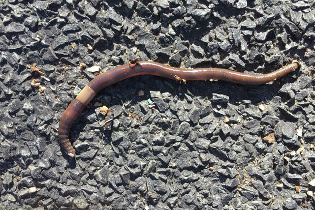 <p>A giant earthworm known as a ‘jumping worm’ is spreading  in Connecticut</p>