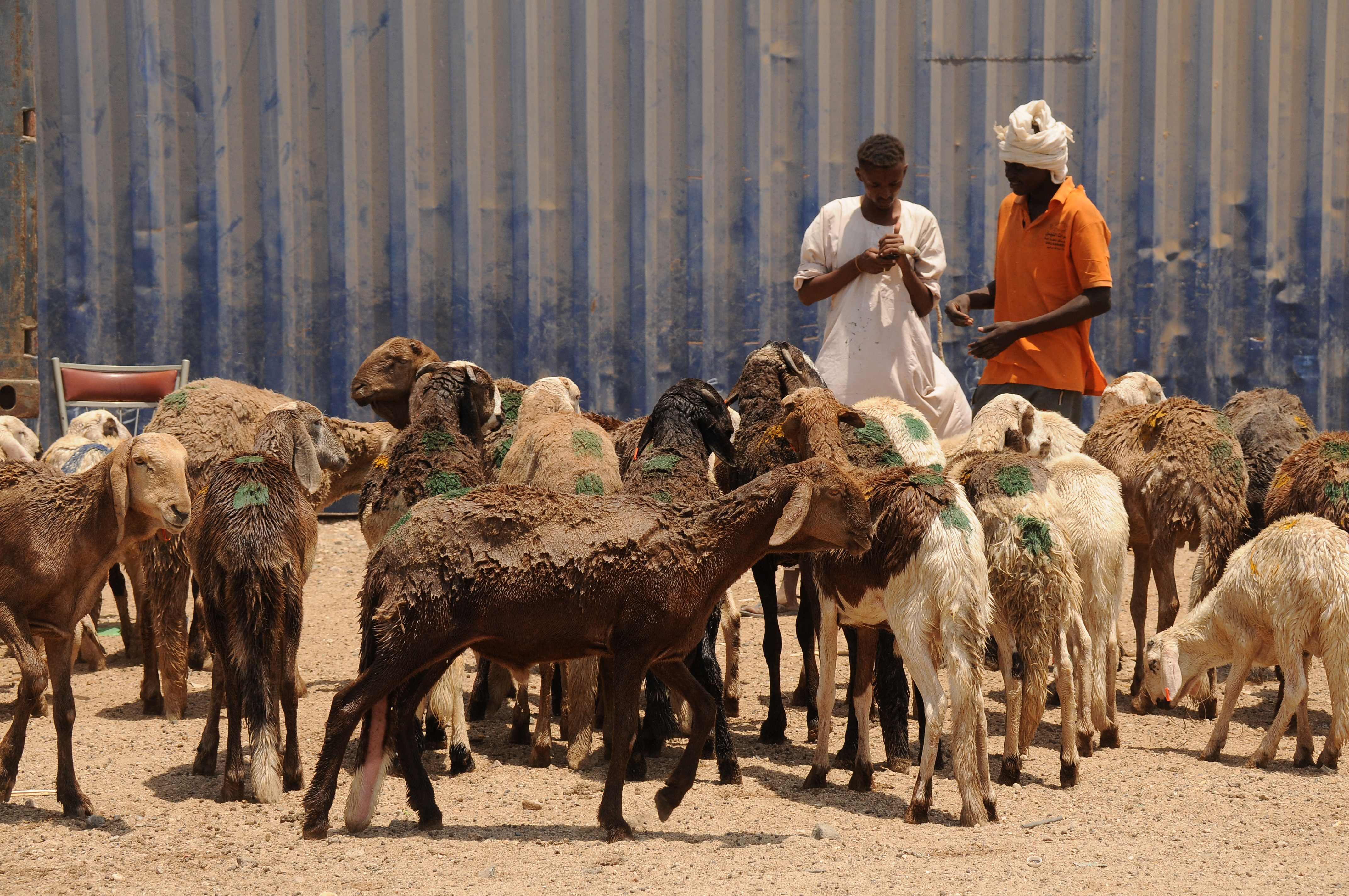 Sheep are rescued after the ship Badr 1 crammed with thousands of animals, sank in Sudan's Red Sea port of Suakin