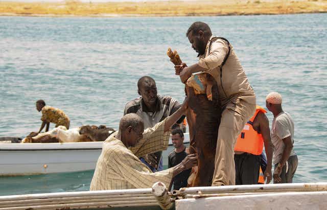 <p>A sheep is rescued after the ship Badr 1 crammed with thousands of animals sank in Sudan's Red Sea port of Suakin</p>