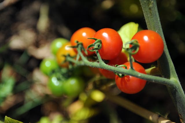 The strategy is in response to a major review of the country’s food system (Anthony Devlin/PA)