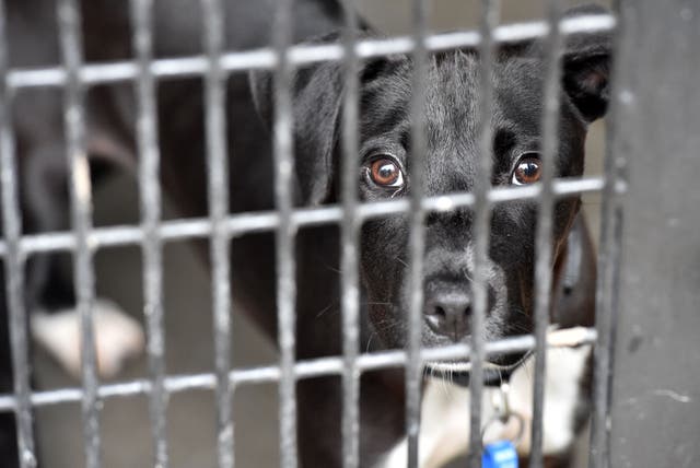 <p>A  dog looks out of his kennel as he waits to be adopted</p>