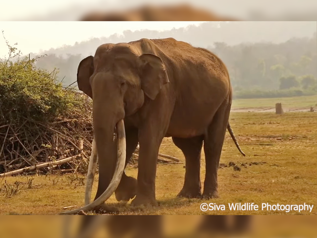 <p>Forest officials said Bhogeshwara’s tusks were 2.54m and 2.34m long, both almost touching the ground</p>