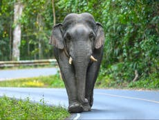 Elephant kills 70-year-old woman and then returns to trample her corpse at funeral in India 